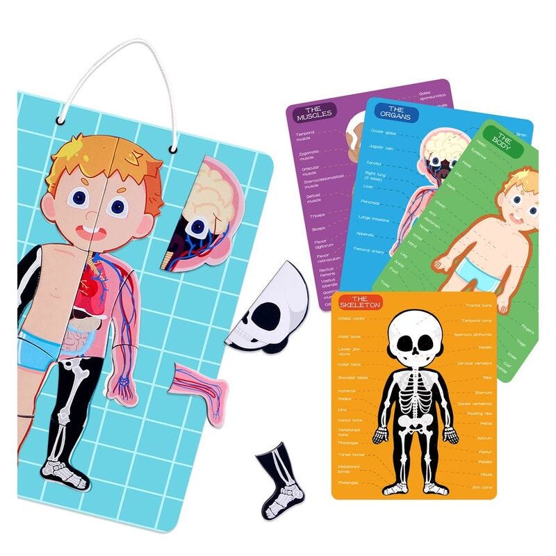 PJ008-1 Magnetic Puzzle Game -Human Body 49700293