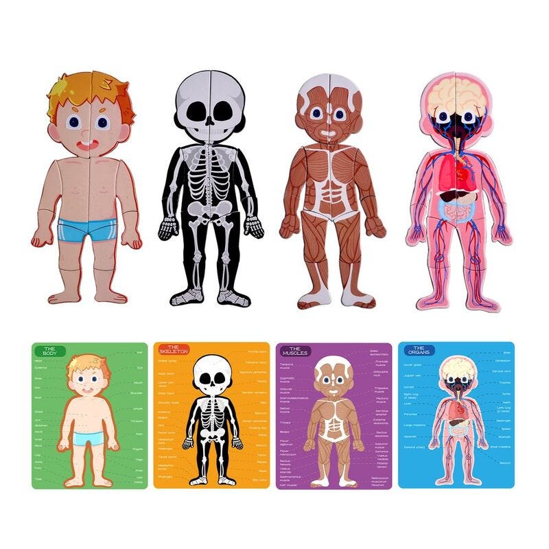 PJ008-1 Magnetic Puzzle Game -Human Body 49700293