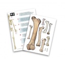 BUKI SKELETON 45 CM