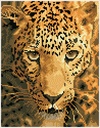 Dotting Diamond Set Jaguar Prowl with Frame 35.50 x 27.50 CM