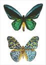 Dotting Diamond Antique Butterflies 51.50 x 37.00 CM