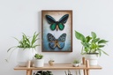 Dotting Diamond Antique Butterflies 51.50 x 37.00 CM