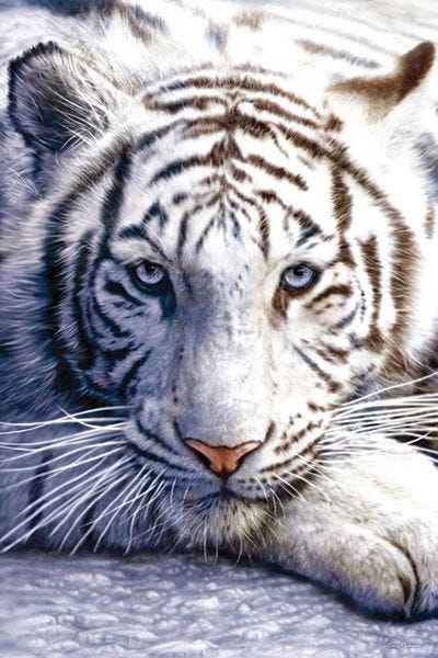 WHITE TIGER (MAXI POSTER)