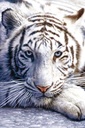 WHITE TIGER (MAXI POSTER)