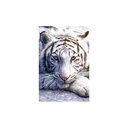 WHITE TIGER (MAXI POSTER)