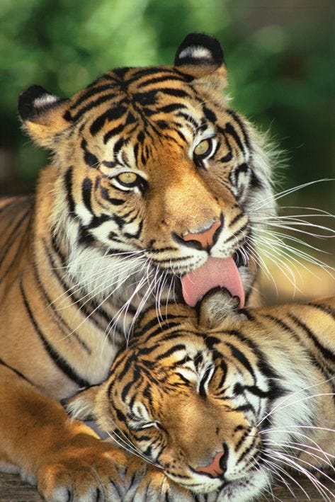 MOTHER'S LOVE - TIGERS (MAXI POSTER)