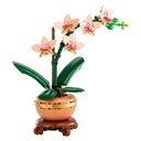 Mini Orchid