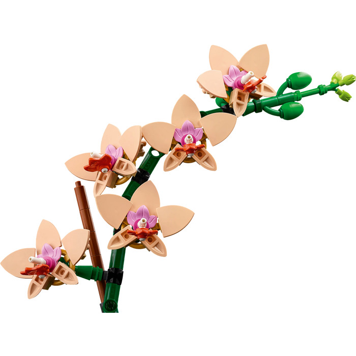 Mini Orchid