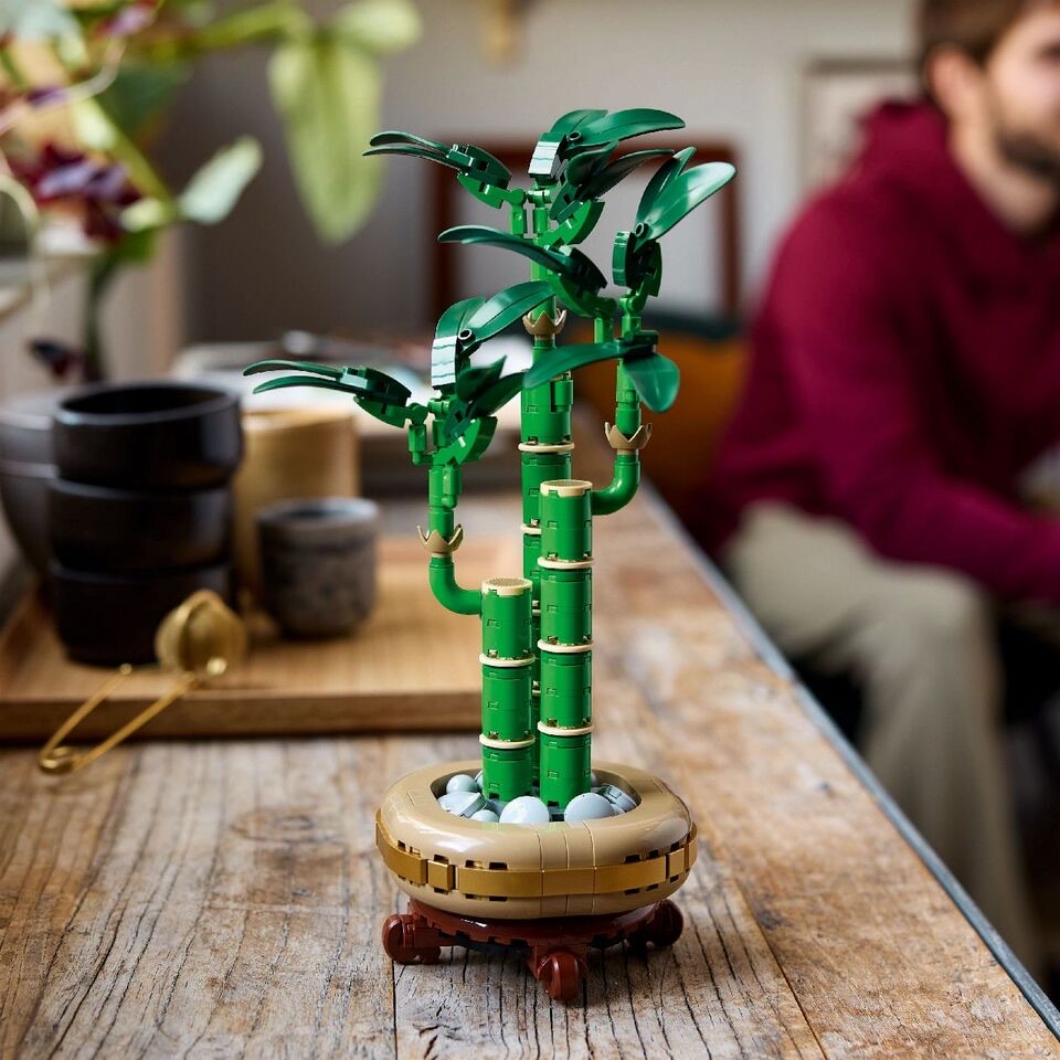 Lucky Bamboo