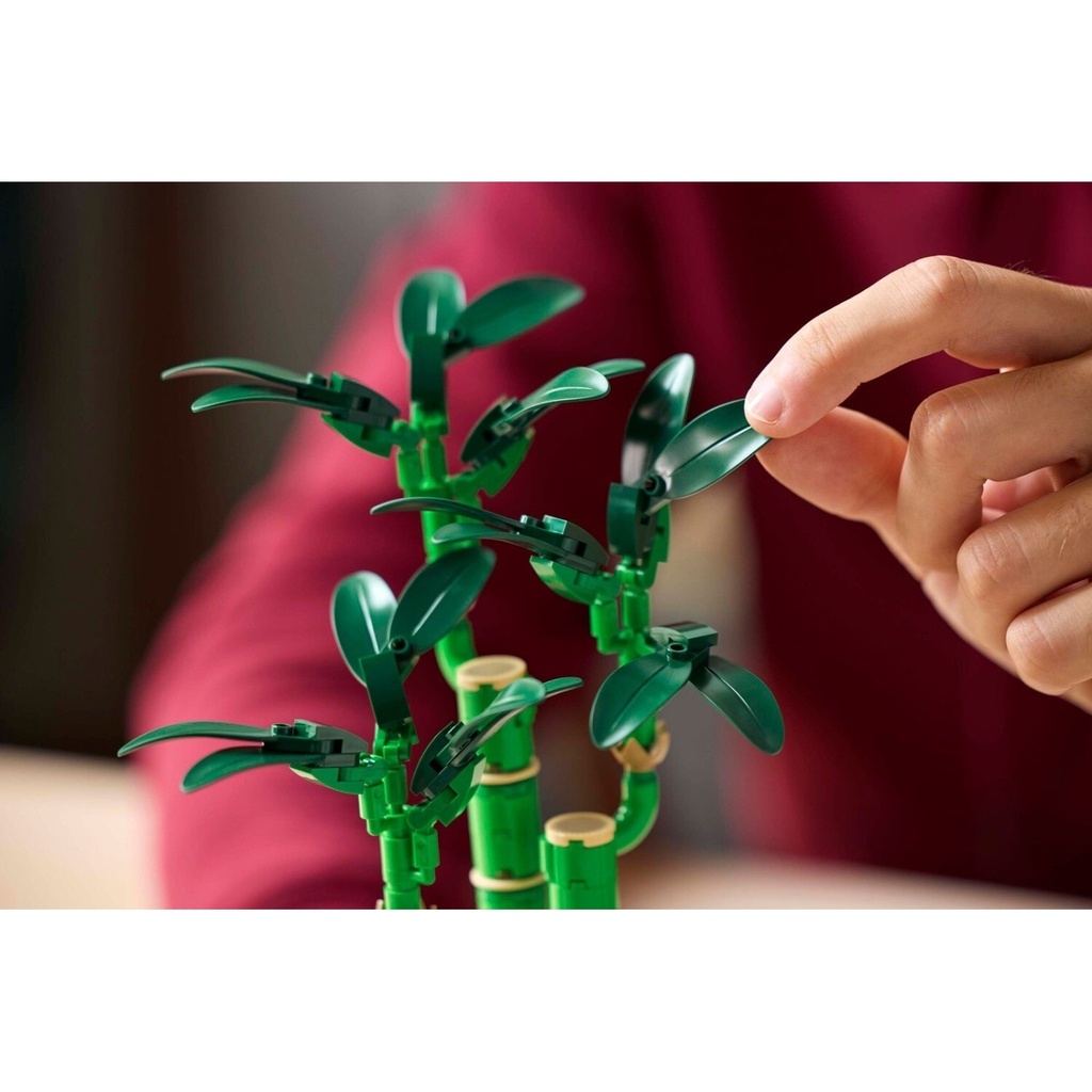Lucky Bamboo