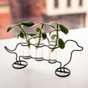 Dachshund Propagation
