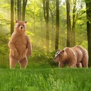 GRIZZLY BEAR