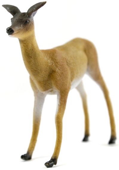 WHITE TAILED DOE