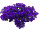 Tree and Flower Model Green Purple C-05 Set of 2 pcs