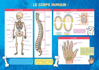 Les Posters de l'école : Corps humain
