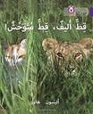 بيج كات المستوى8 قط أليف قط متوحش
