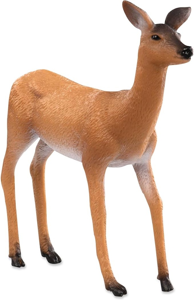 White Tailed Doe