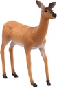 White Tailed Doe