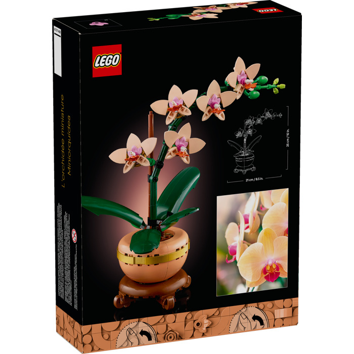 Botanicals Mini Orchid Plant Gift - 10343