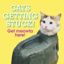 Cats Getting Stuck!