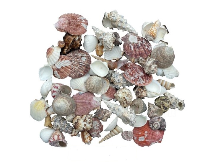 Barreled Seashells 250g in Bucket, Assorted Shapes Naturel