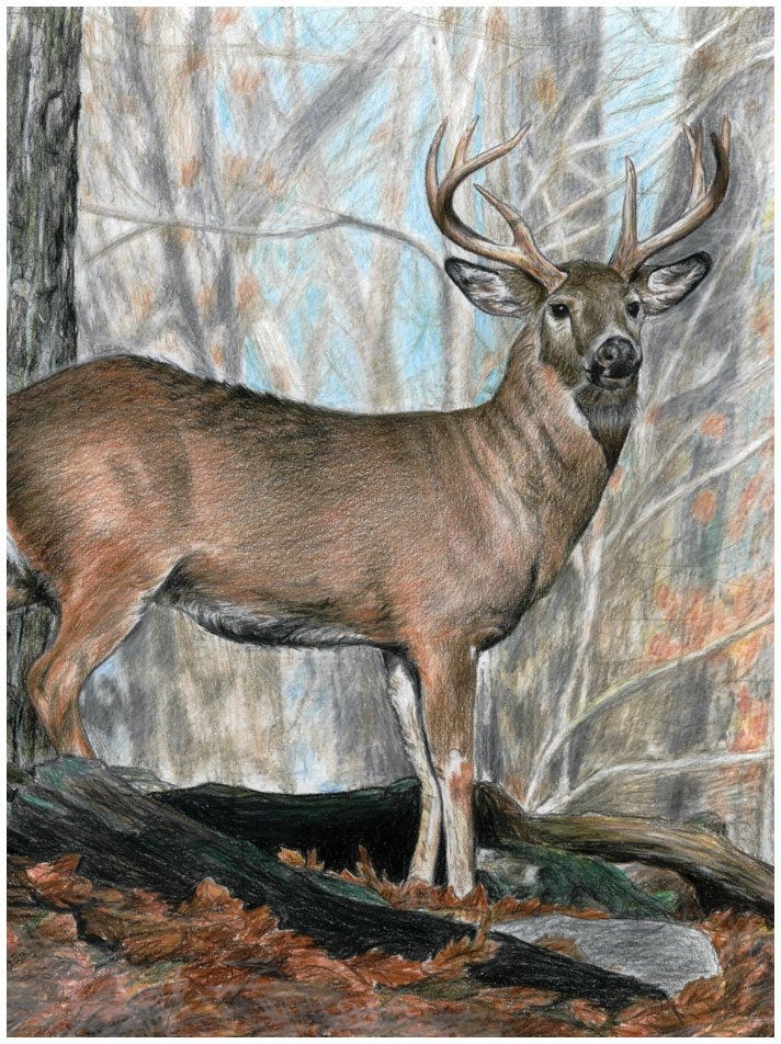 Colour Pencil By # Whitetail B