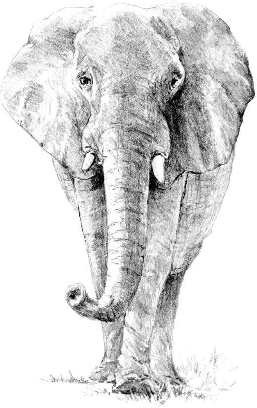 SKETCHING MADE EASY ELEPHANT