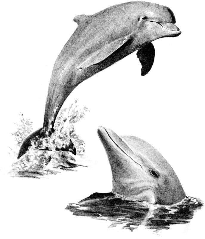 Sketching Made Easy Dolphins
