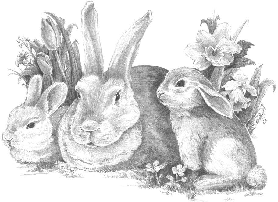 BUNNIES LARGE SKETCHING MADE E