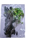 Flower Dried Set of 6 Green