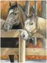 Colour Pencil By # Buck'S Pal