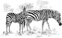 ZEBRAS LARGE SKETCHING MADE EA