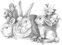 BUNNIES LARGE SKETCHING MADE E
